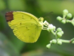 Eurema sari
