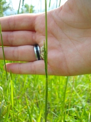 Cynaeda dentalis
