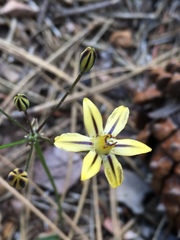 Triteleia ixioides anilina