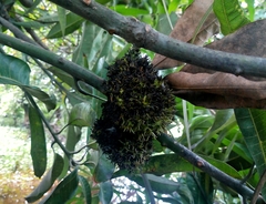 Mangifera indica