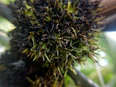 Mangifera indica