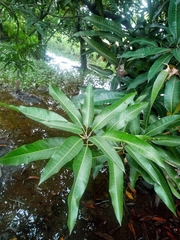 Mangifera indica