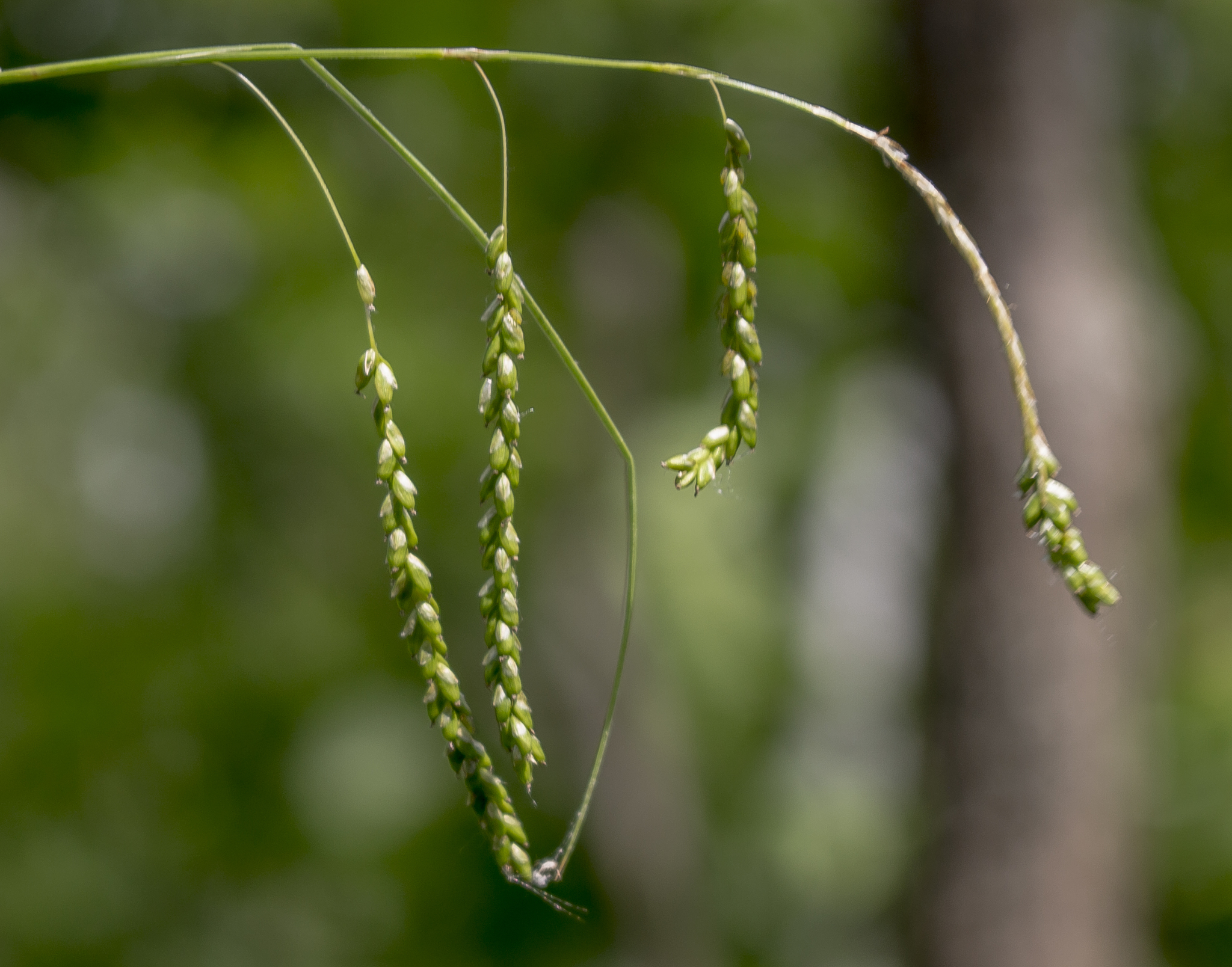 Carex gracillima