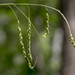 Carex gracillima - Photo (c) aarongunnar, algunos derechos reservados (CC BY), subido por aarongunnar