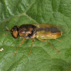 Odontomyia virgo