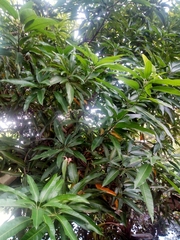 Mangifera indica
