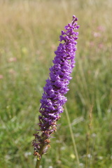 Gymnadenia
