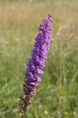 Gymnadenia