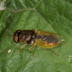 Odontomyia virgo