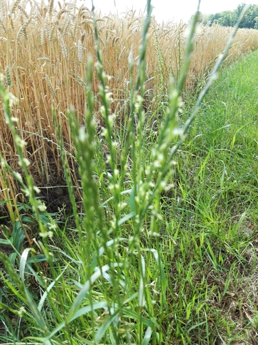 Lolium perenne