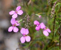 Stylidium scandens