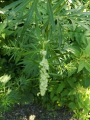 Artemisia vulgaris