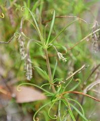 Stylidium scandens