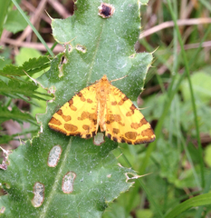 Pseudopanthera macularia