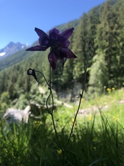 Aquilegia atrata