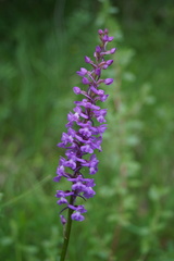 Gymnadenia