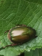 Anomala albopilosa albopilosa