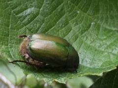 Anomala albopilosa albopilosa