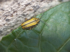 Xanthogaleruca luteola