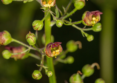 Scrophularia umbrosa
