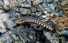 Asiomorpha coarctata