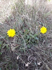 Hypochaeris radicata