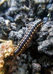 Asiomorpha coarctata