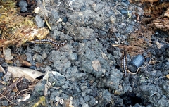 Asiomorpha coarctata