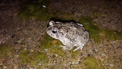 Anaxyrus microscaphus