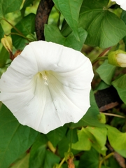 Calystegia silvatica