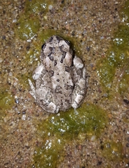 Anaxyrus microscaphus