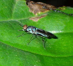 Eudmeta marginata