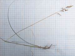 Poa angustifolia