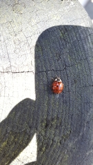 Harmonia axyridis