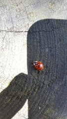 Harmonia axyridis