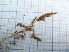 Poa angustifolia
