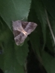 Hypena trigonalis