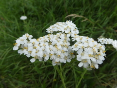 Achillea millefolium