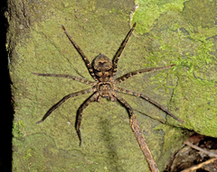 Heteropoda procera