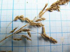 Poa angustifolia