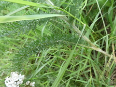 Achillea millefolium