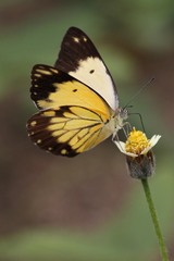 Belenois creona severina