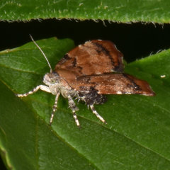 Choreutis pariana
