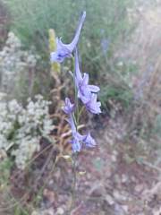 Delphinium consolida