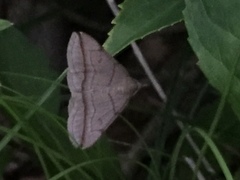 Zanclognatha griselda