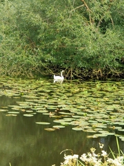 Cygnus olor