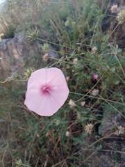 Convolvulus althaeoides althaeoides