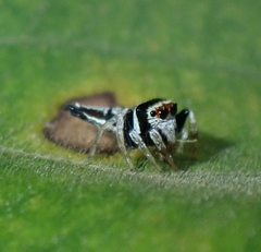 Ptocasius weyersi