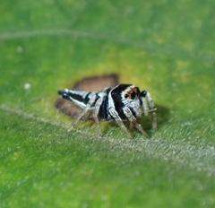 Ptocasius weyersi