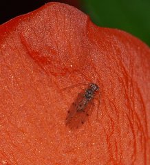 Ectopsocidae